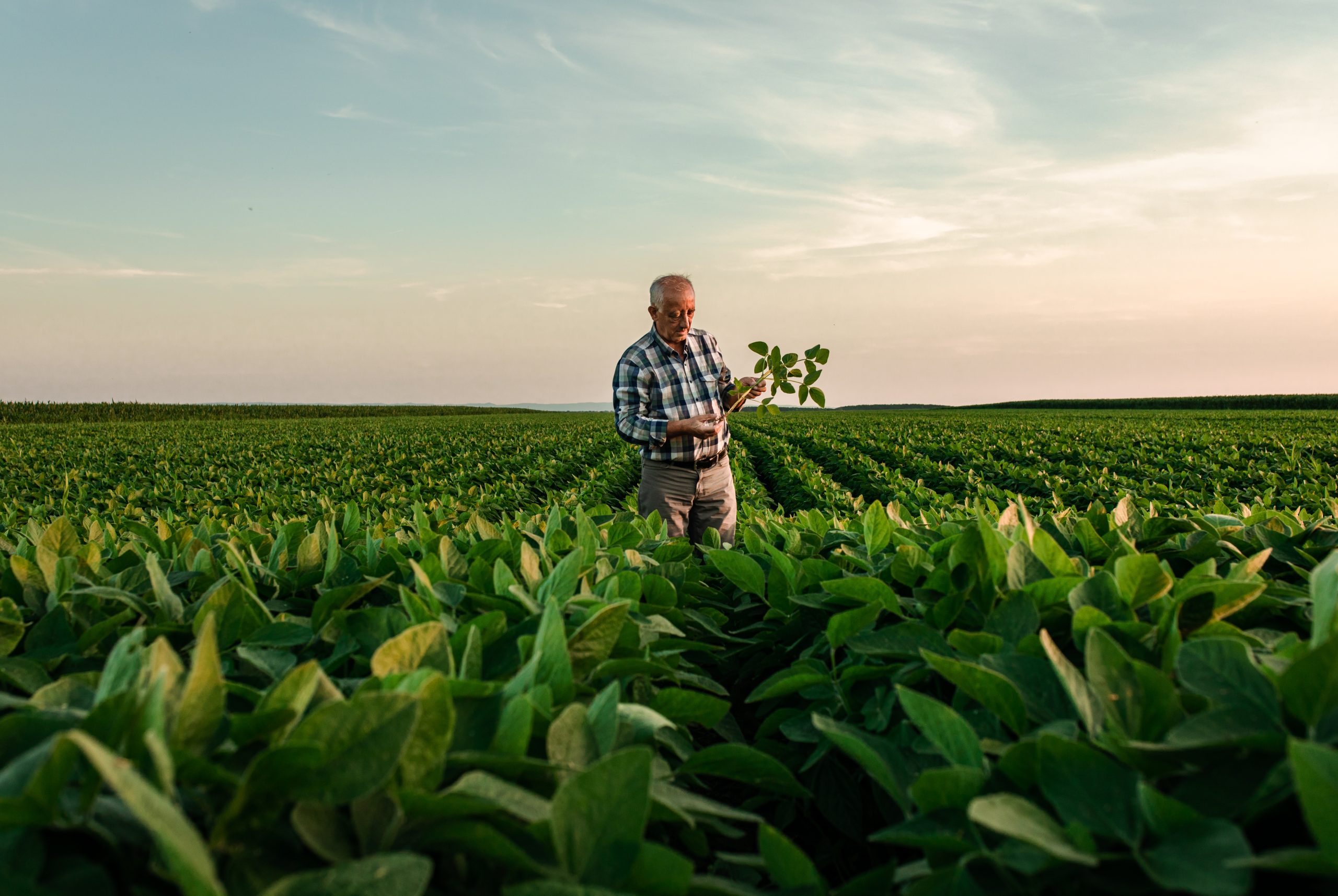 Senior farmer standing in soybean field examining crop at sunset Cashless wage payments for unbanked workers in agribusiness. Track expenses, petty cash, and fuel with card solutions.